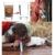 Survival Frog - The Ultimate Survival Kit - Solar Lantern and More - 2